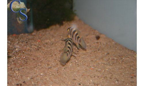 Neolamprologus sexfasciatus Gold